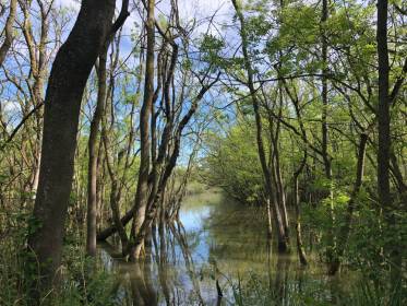 La foresta allagata di Punte Alberete