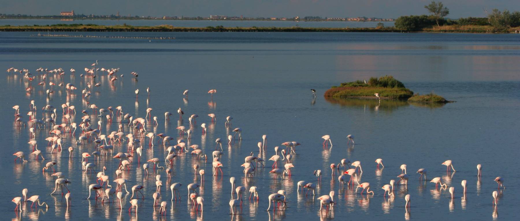 Pedalata dei fenicotteri museo Natura Ravenna