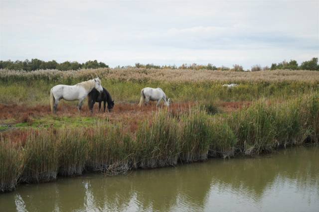 Due cavalli bianchi e un cavallo baio della Camargue nell