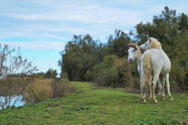 Due cavalli bianchi della Camargue nell