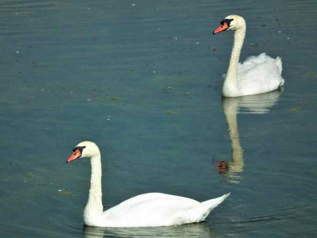 2 cigni reali nuotano nelle acque delle valli