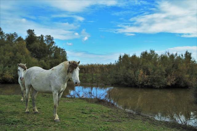 Due cavalli bianchi della Camargue nell