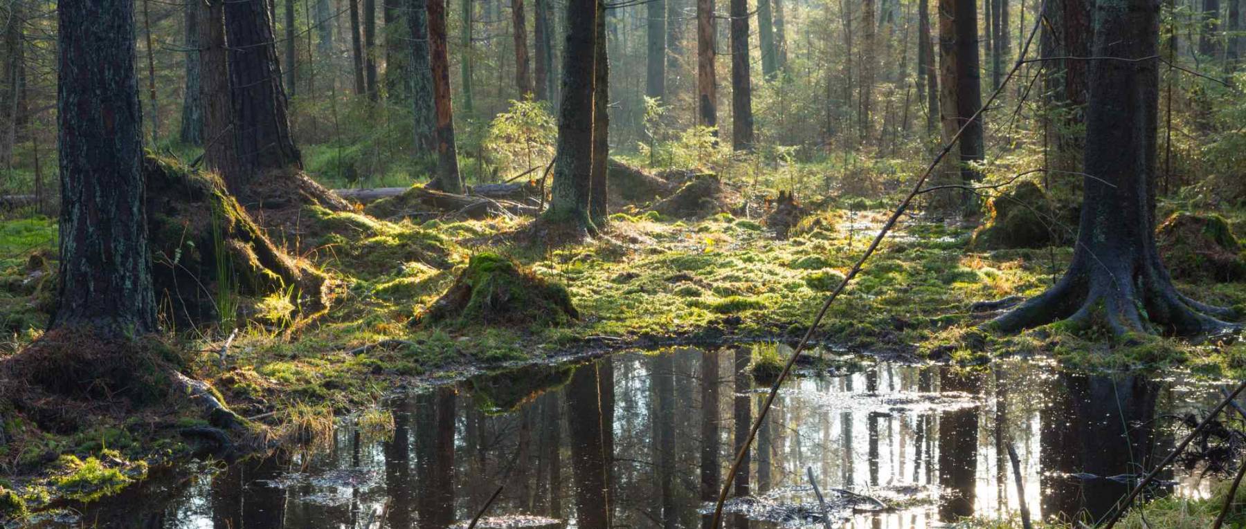 header-forestaallagata