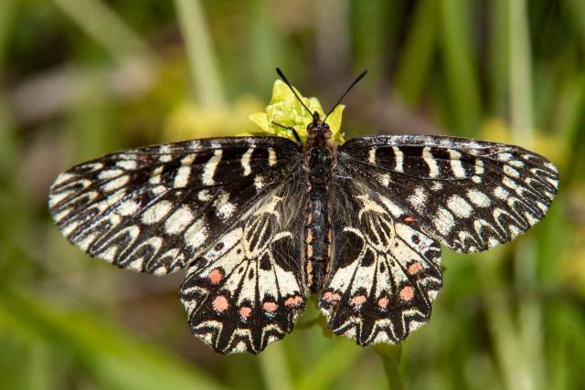 Un esemplare di farfalla Vanessa Atalanta spiega le ali sopra un fiore