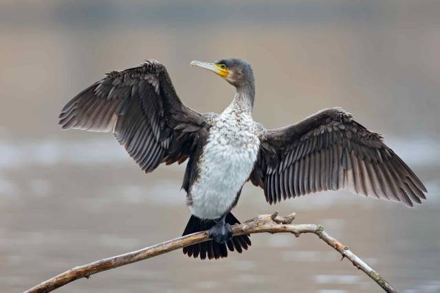 Un cormorano si asciuga le ali al sole