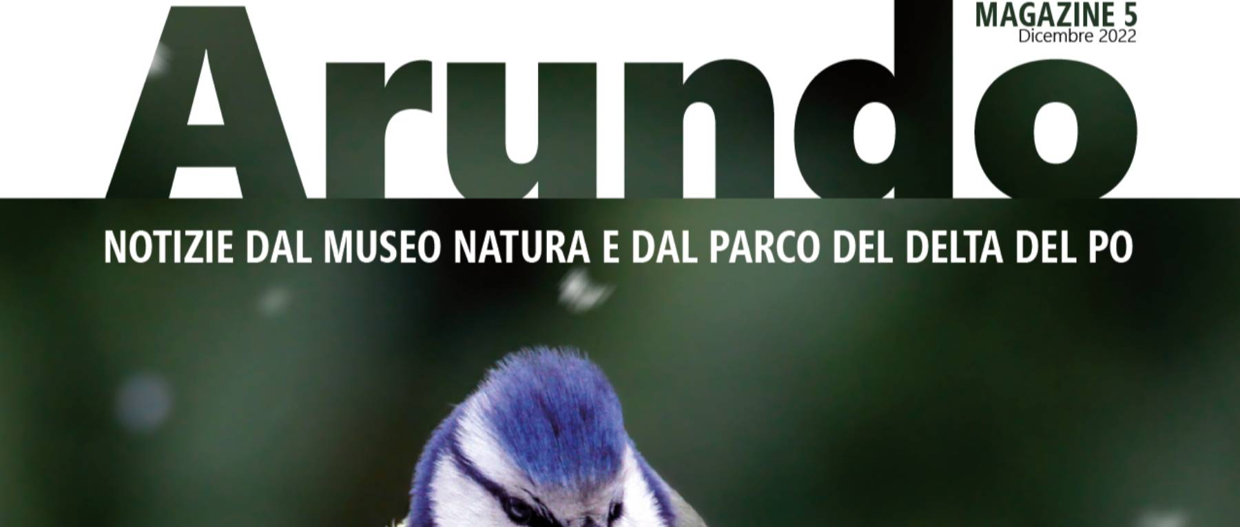 Arundo, numero 5